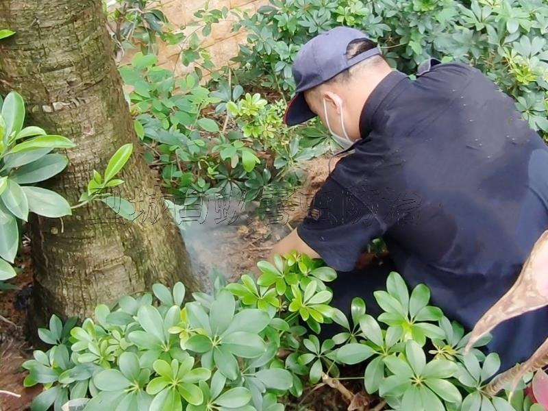 物业小区道滘白蚁防治︱东莞道滘灭白蚁中心︱工厂道滘杀臭虫公司